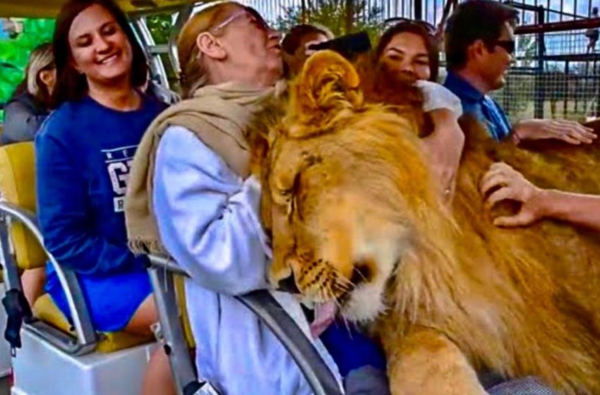  The huge lion climbed into the safari vehicle to welcome the tourists warmly