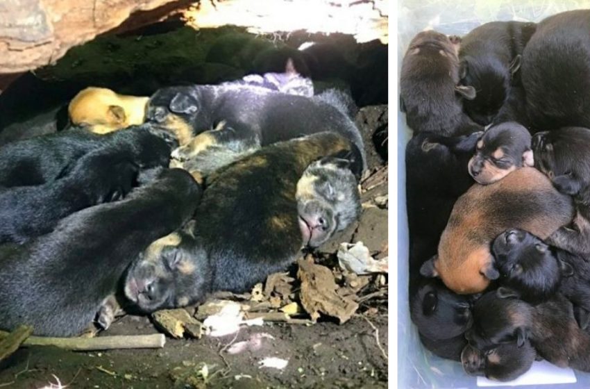  The caring mother dog kept her 13 little babies in a hiding place despite her injured leg