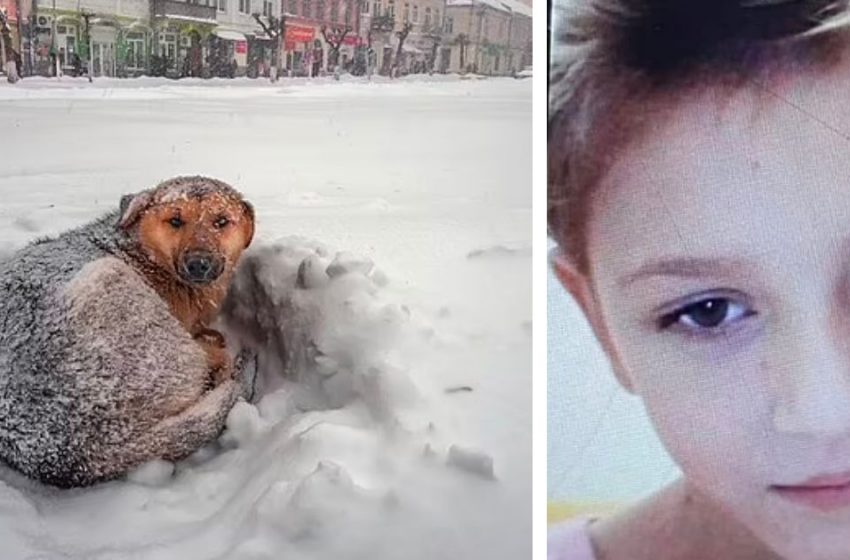  The loyal stray dog cuddled the little girl to save her from the freezing temperature