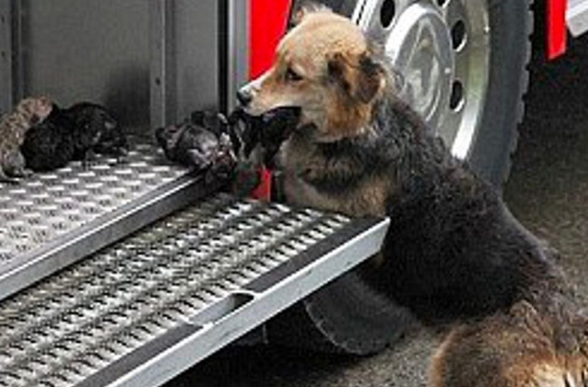  The mother dog rescued her little puppies from the fire