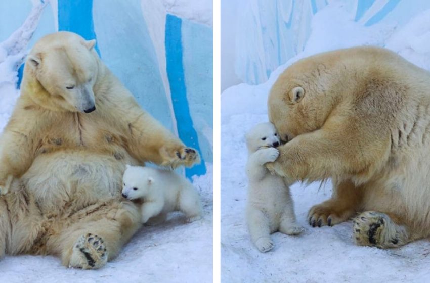  Incredible pics of mother bear and her cub playing in the snow