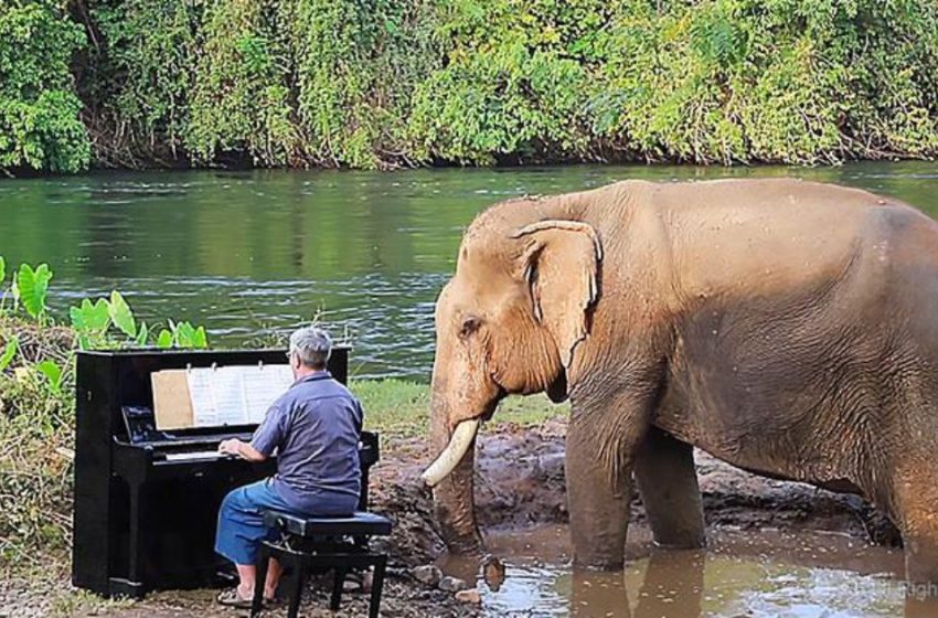  The lovely scene when pianist plays sweet music for the rescue elephants