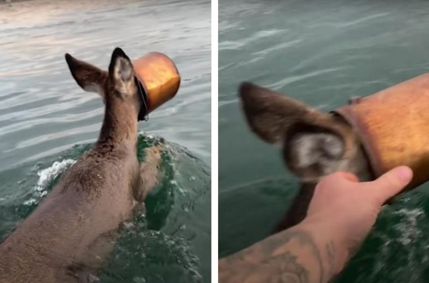  The courageous man iumped into the cold water to rescue a poor deer