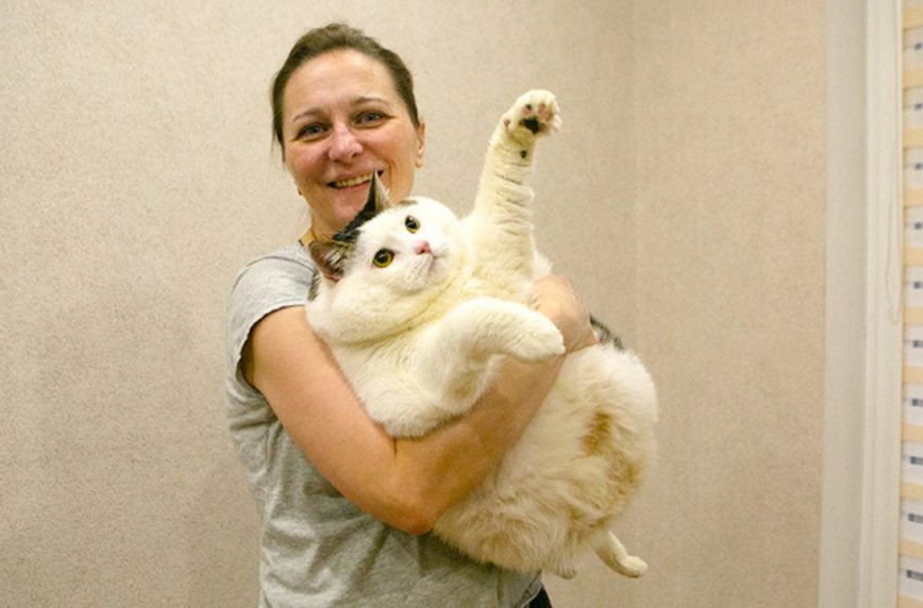  Well-fed baby: the fattest cat in Belarus weighs 19.3 kilograms