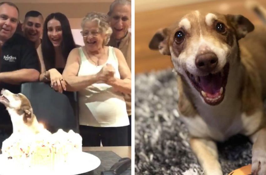  The family arranged a real celebration on the birthday of their 13-year-old dog. His reaction is insanely touching.