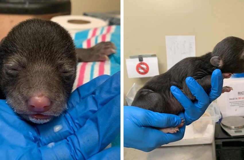  The dog brought a strange puppy, and the owners sensed something was wrong and called the defenders of wildlife. And not in vain!