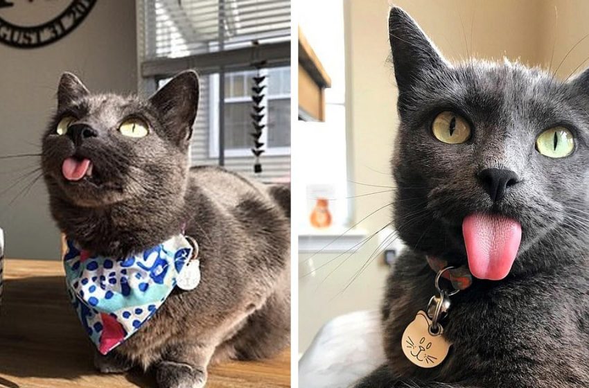  This cat constantly sticks out its tongue to everyone. But she doesn’t tease at all — it’s all about her features.