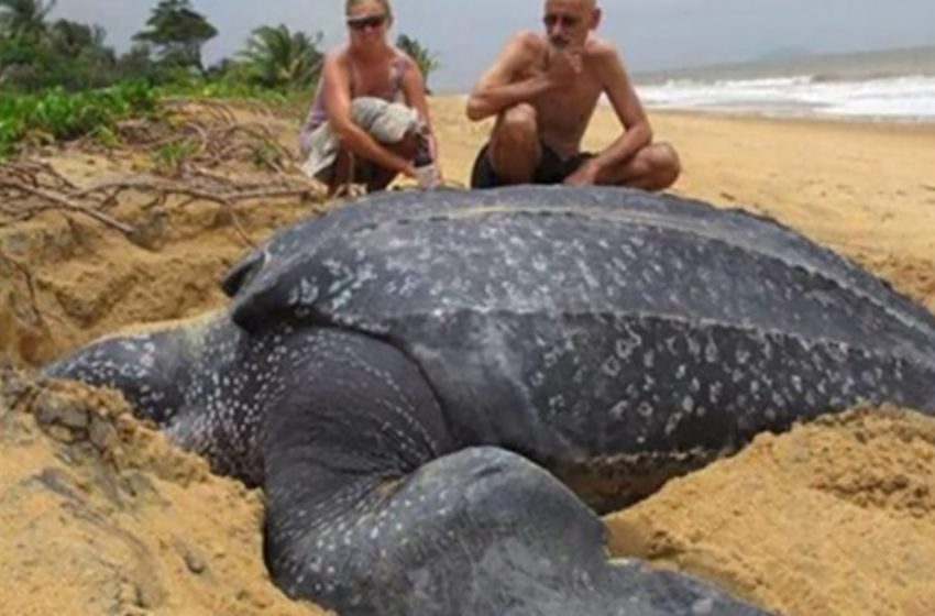  The majestic moment the sea turtle coming up from the sea and returning there