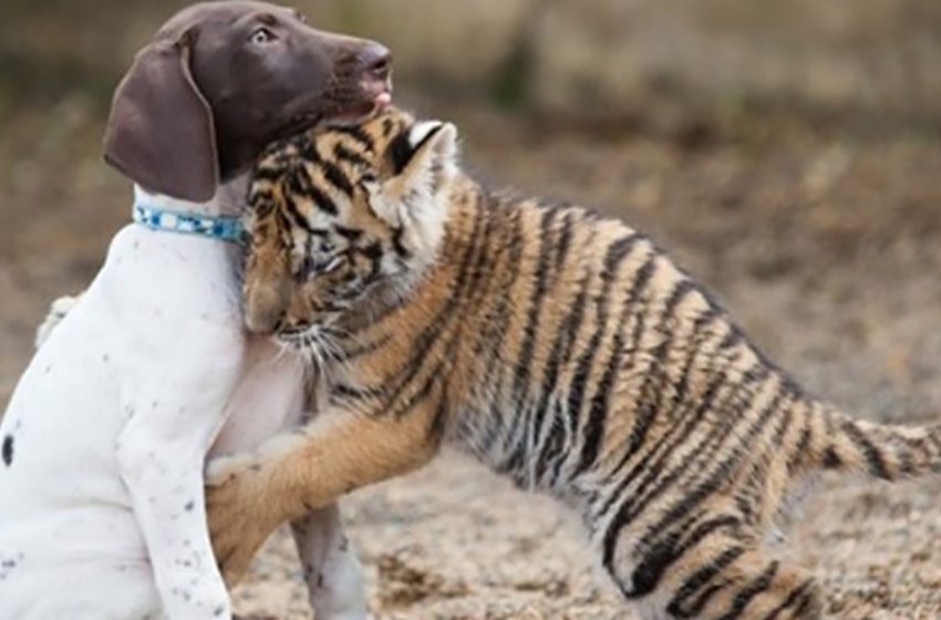  The sweet tiger cub found her best friend at the wildlife center