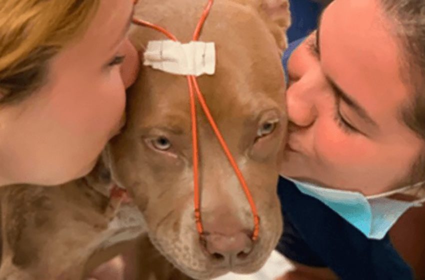  The poor dog stabbed by her owner survived in a miraclulous way by the help of the kind man