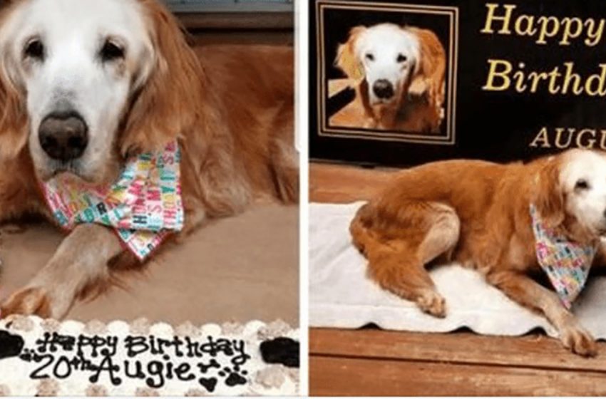  Augie is the oldest Golden Retriever in the world