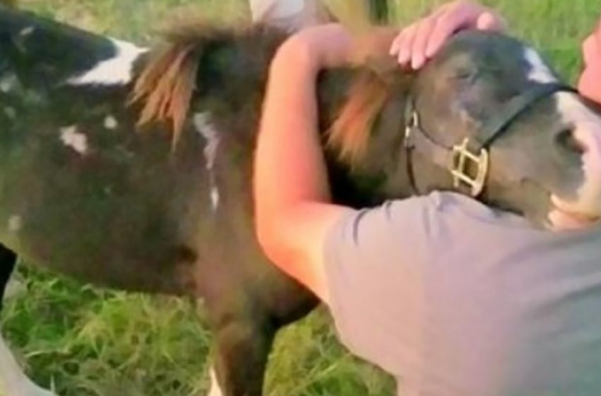  The abused pony saved by a kind man and huged him warmly as a sign of gratitude