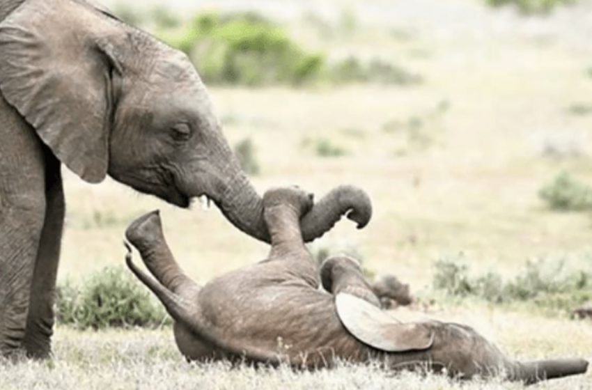  The sweet moment baby elephant plays happily with his elder brother