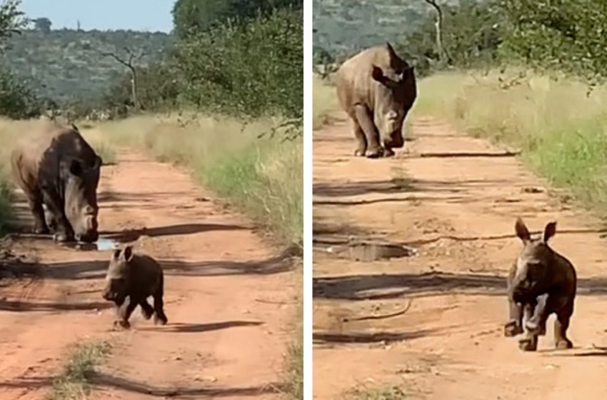  The funny scene of the baby rhino showing how strong he is