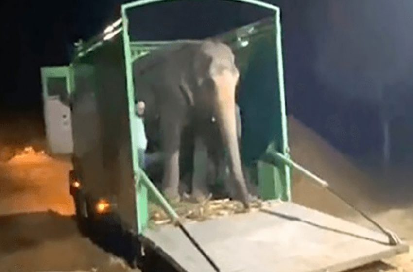  The blind elephant finally was freed after 46 years of abuse