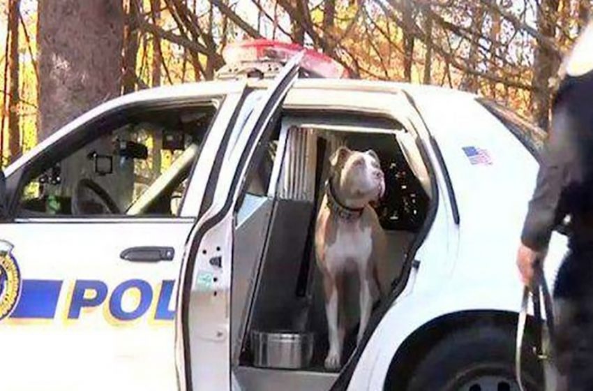  The brave Pit Bull became the first police dog among her breed breaking down the thoughts about it