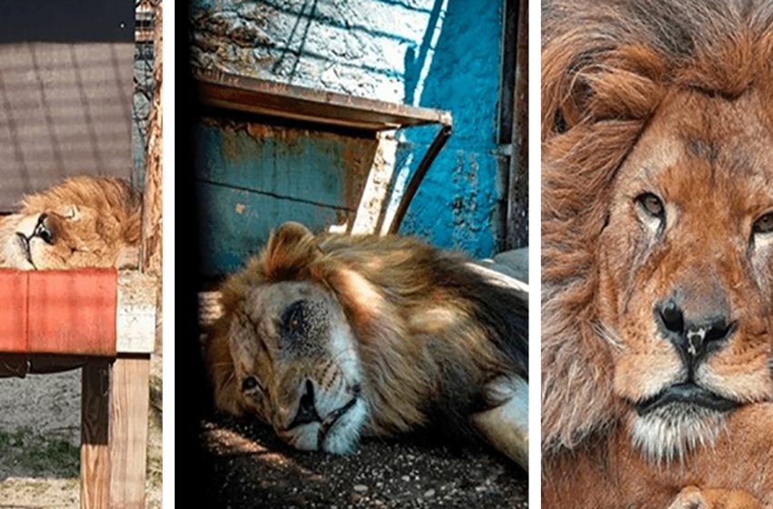The poor lion was rescued from the worst zoo in the world and now is nursed well