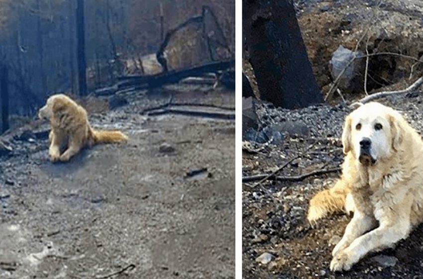  The devoted dog waited for his owners after the huge fire