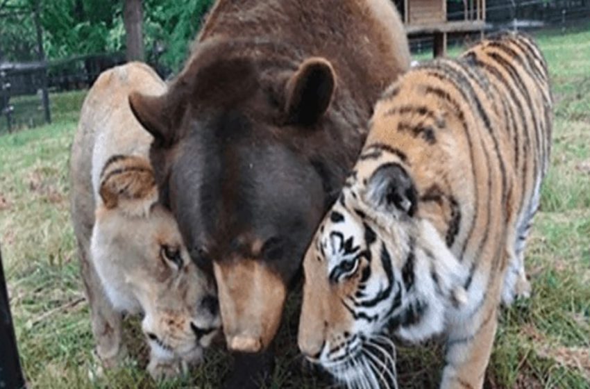  3 different animals were connected with each other with a special bond