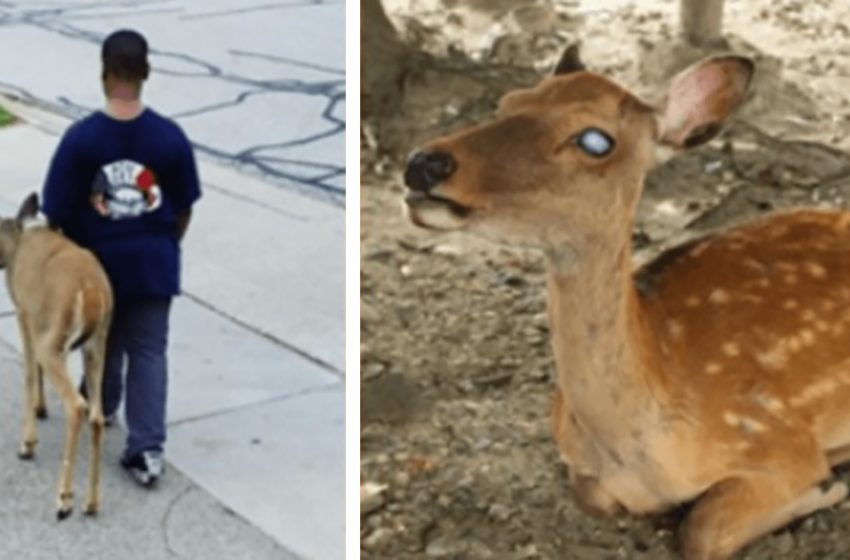  The kind boy helped a blind deer to find food