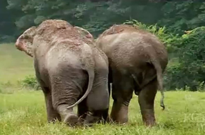  Two former circus elephants meet after more than 20 years