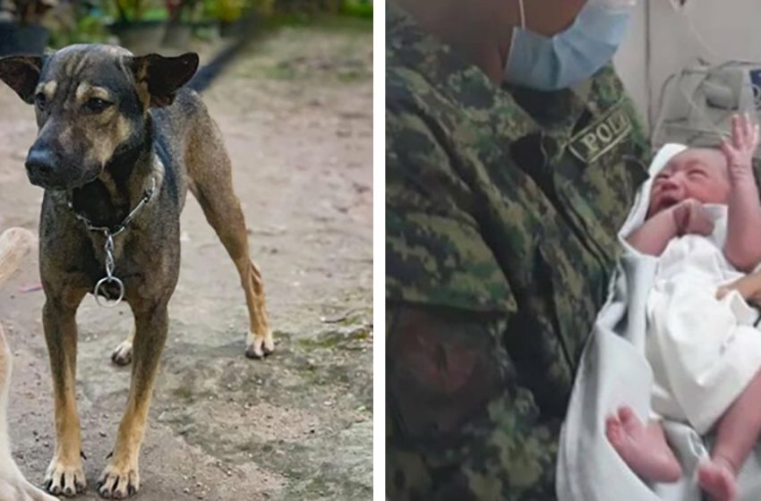  The astonishing dog helped to save the abandoned baby’s life