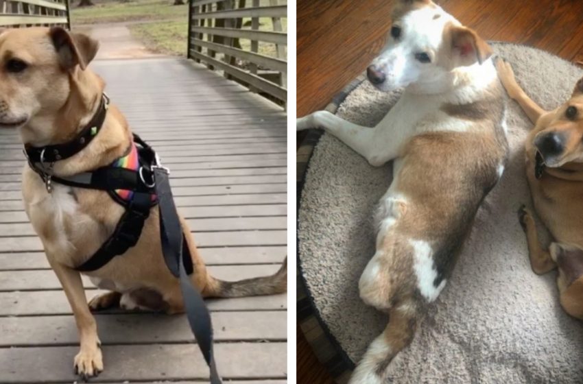  The dog with infected broken legs found his loving family