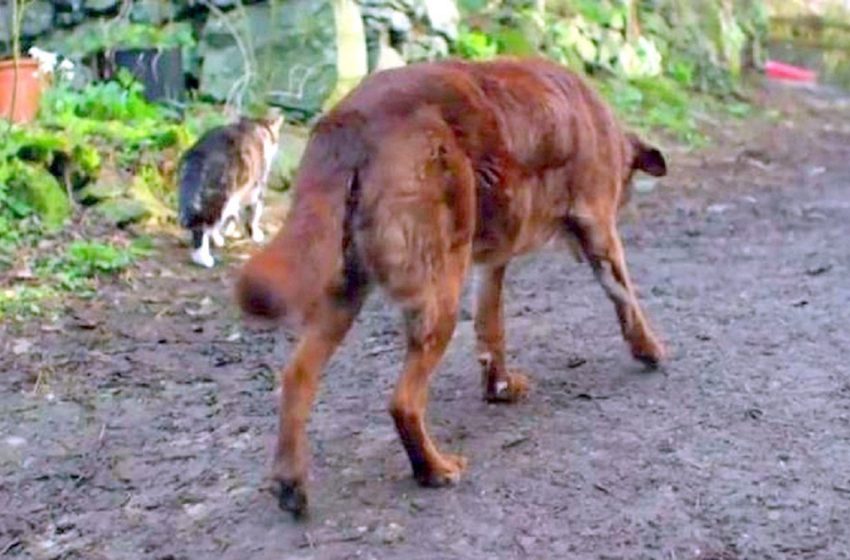  The blind and old dog found comfort being with the stray cat