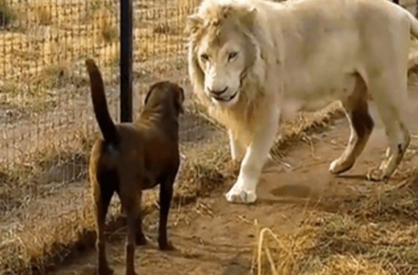  The sweet Labrador confronted the huge lion but the lion held her hand