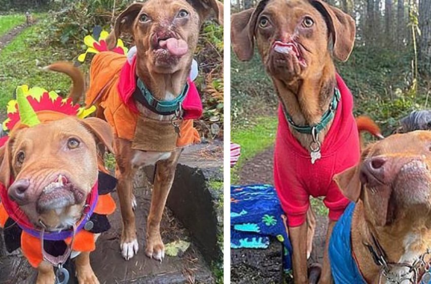  Two deformed dogs became best friends in the caring woman’s house