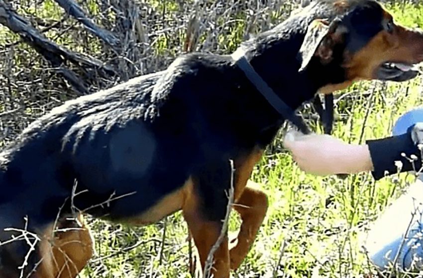  The wounded dog immediately jumped into the woman’s hands as his only hope