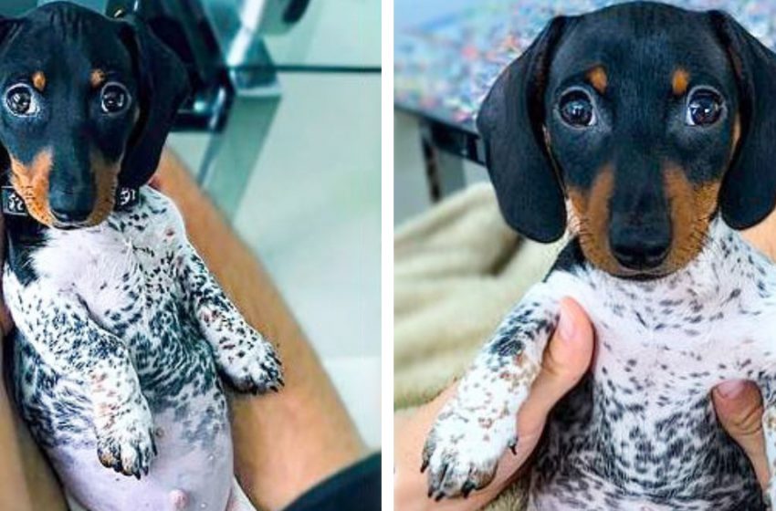  Dachshund puppy was born like in pijamas, what a cute baby!