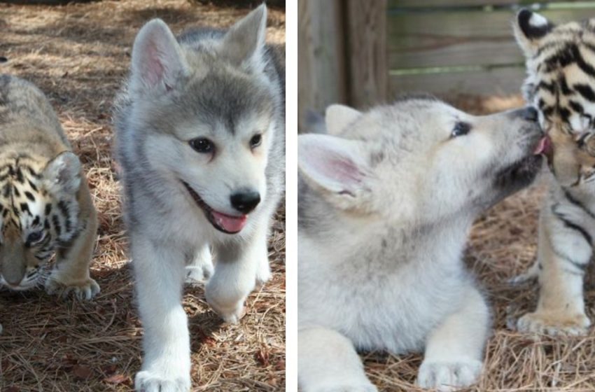  The young wolf and tiger cubs have come together to share the unique bond of endangered species