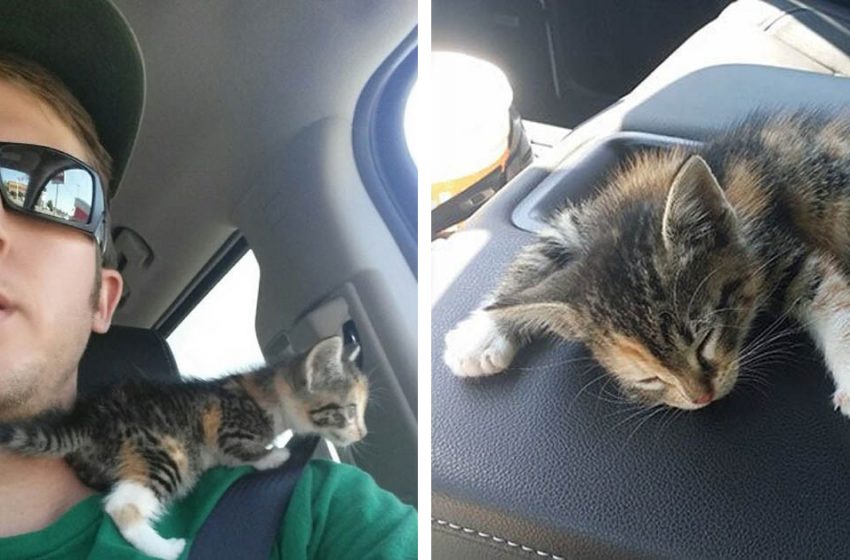  Truck driver saved a homeless kitten and found her a new home