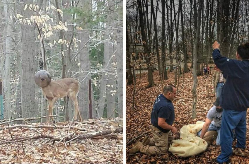  Strange looking deer is saved after days with no food or water