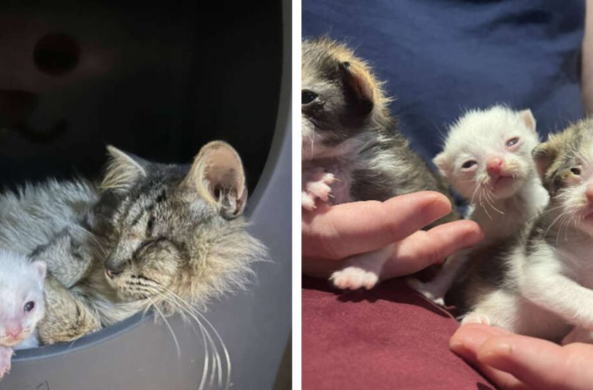  Homeless blind cat found a home for her and her kittens