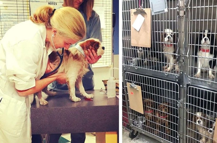  Volunteers performed a rescue surgery in a breeding farm and saved 108 abused dogs