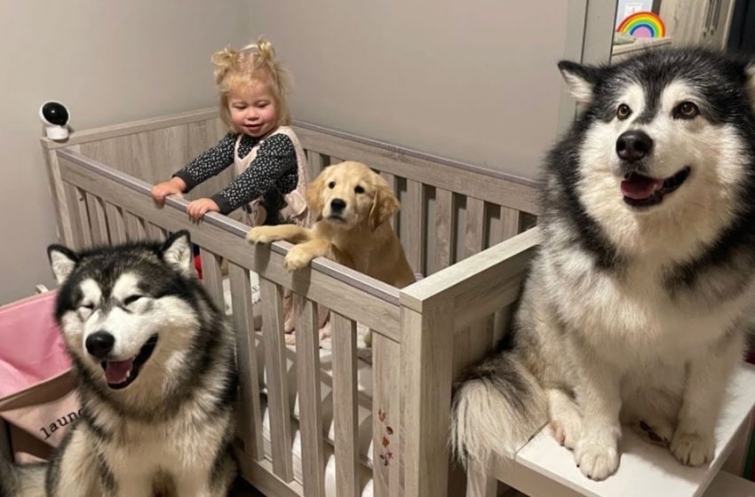  Baby won’t sleep without her giant furry siblings and they refuse to leave her