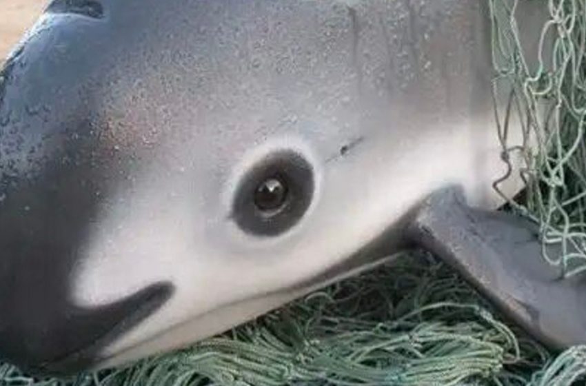  Vaquita – Rarest animal in the world with only 10 in existence