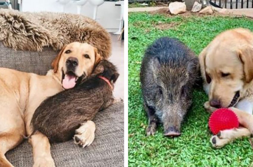  Rescued wild boar believes she is one of the family dogs