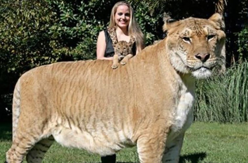  This cat is among the biggest in the world weighing around half a ton,