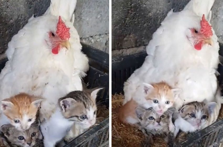  Mother hen shelters homeless kittens and keeps them warm