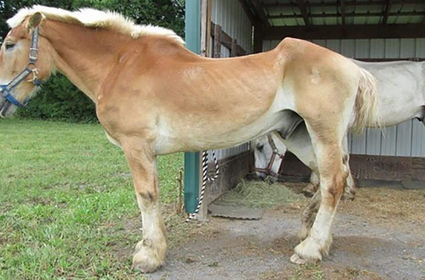  After being abused for 30 years the senior horse Arthur found rest in new home