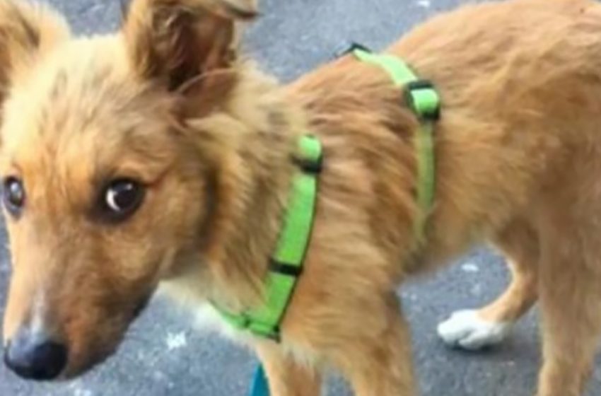  Stray pup wanted a family so badly, he’d follow people home