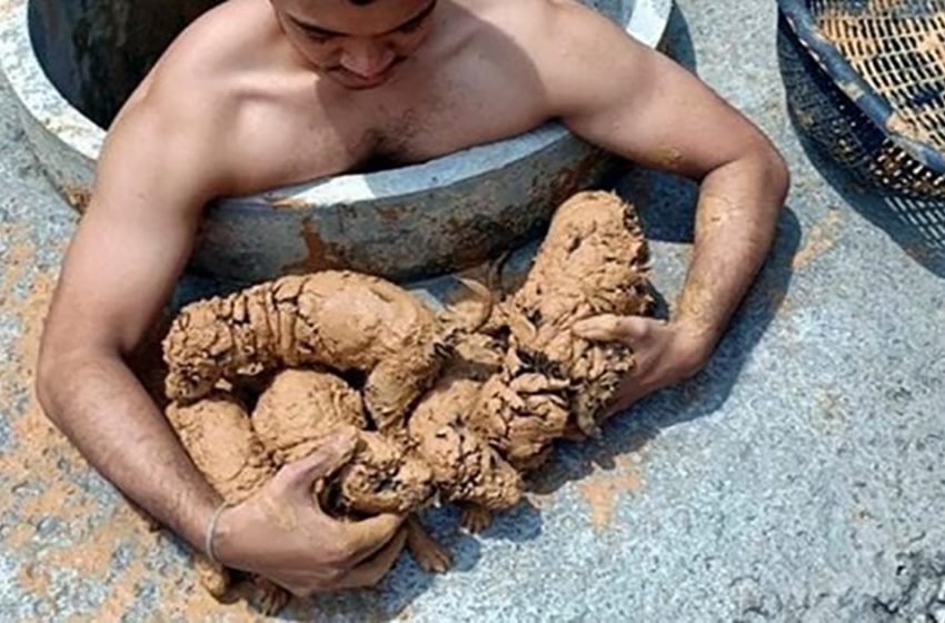  Man Rescues Dirty Puppies From Well, Sees This While Washing Off Mud