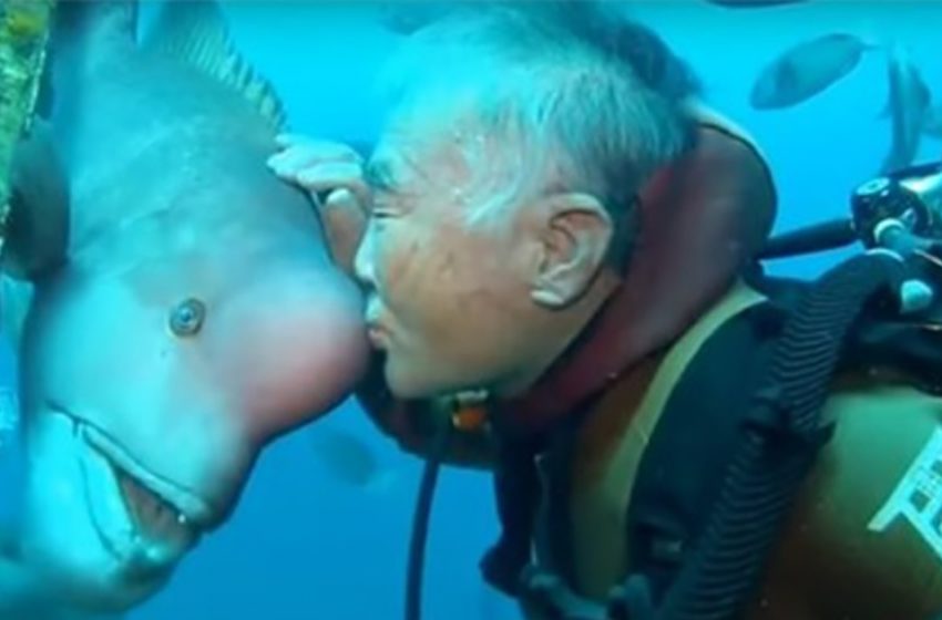  Japanese diver has been visiting his fish best friend for over 25 years