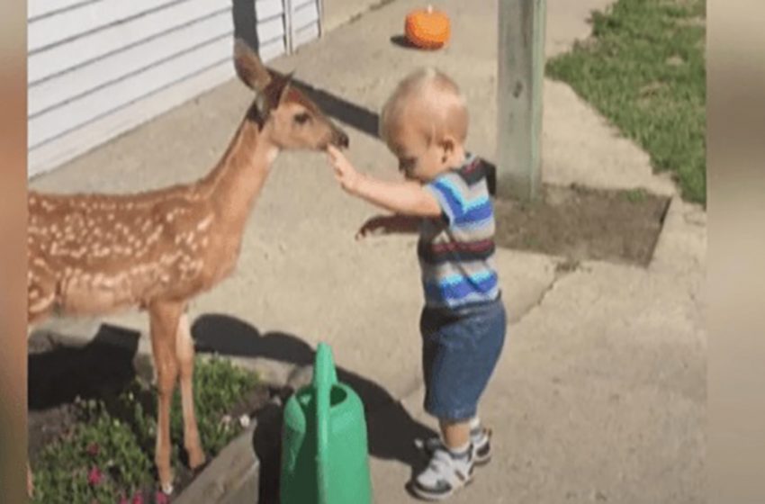  A little boy befriends a deer and gets more than he bargained for in return