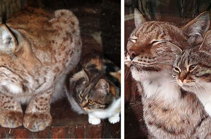  A homeless cat in search of food made his way to the zoo and made friends with a lynx