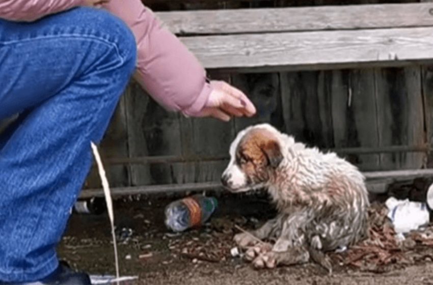  Woman stretching her hand towards a puppy soiled with dirt and waste