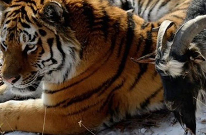  A live goat was given to a tiger for food, but instead they became best friends